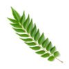 Curry leaves/Kadi patta powder