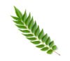 Curry leaves/Kadi patta powder